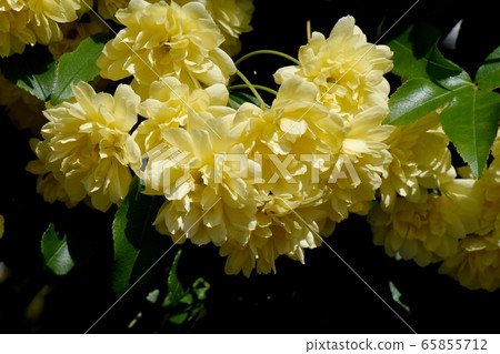 在三鷹中原盛開的黃色摩科玫瑰花 在三鷹中原盛開的黃色摩科玫瑰花 65855712