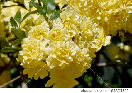 在三鷹中原盛開的黃色摩科玫瑰花 65855803
