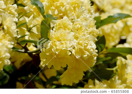Yellow mokko rose flower blooming in Mitaka Nakahara 65855808
