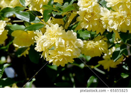 Yellow mokko rose flower blooming in Mitaka Nakahara Yellow mokko rose flower blooming in Mitaka Nakahara 65855825