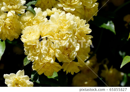 Yellow mokko rose flower blooming in Mitaka Nakahara 65855827