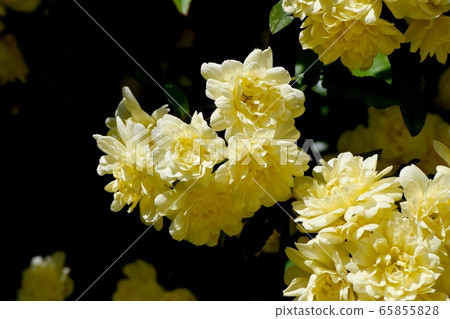 在三鷹中原盛開的黃色摩科玫瑰花 65855828