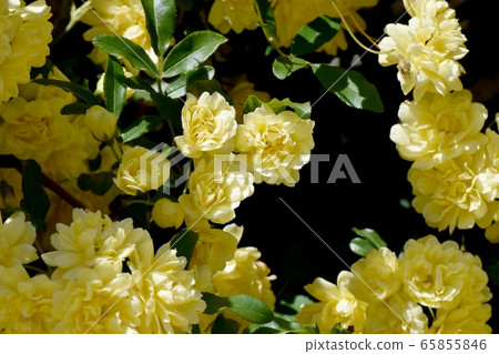 Yellow mokko rose flower blooming in Mitaka Nakahara Yellow mokko rose flower blooming in Mitaka Nakahara 65855846