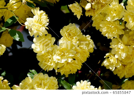 Yellow mokko rose flower blooming in Mitaka Nakahara Yellow mokko rose flower blooming in Mitaka Nakahara 65855847