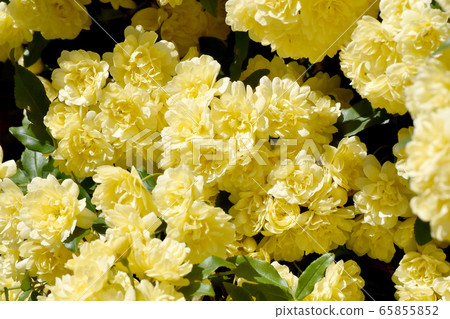 Yellow mokko rose flower blooming in Mitaka Nakahara Yellow mokko rose flower blooming in Mitaka Nakahara 65855852