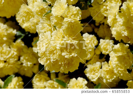 Yellow mokko rose flower blooming in Mitaka Nakahara Yellow mokko rose flower blooming in Mitaka Nakahara 65855853