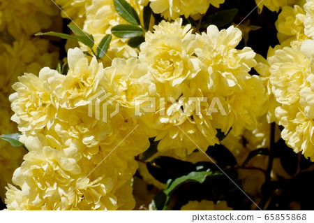 Yellow mokko rose flower blooming in Mitaka Nakahara Yellow mokko rose flower blooming in Mitaka Nakahara 65855868