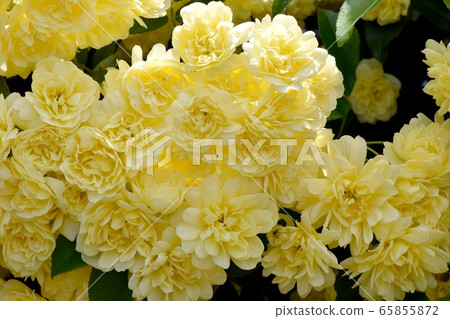 Yellow mokko rose flower blooming in Mitaka Nakahara Yellow mokko rose flower blooming in Mitaka Nakahara 65855872