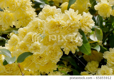在三鷹中原盛開的黃色摩科玫瑰花 65855912