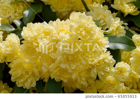 在三鷹中原盛開的黃色摩科玫瑰花 65855913