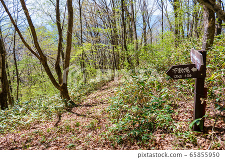 Branch of Mt. 65855950