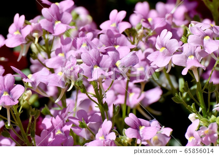 在三鷹中原盛開的粉紅色的亞麻制花朵 65856014
