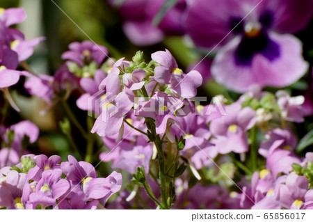 Pink linaria blossoms blooming in Mitaka Nakahara 65856017
