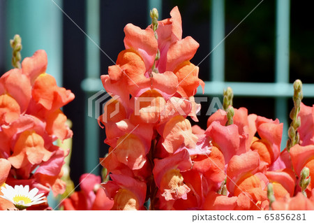 An orange snapdragon flower blooming in Mitaka Nakahara. An orange snapdragon flower blooming in Mitaka Nakahara. 65856281
