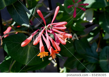 An orange-colored lacquer tree flower blooming in Mitaka Nakahara 65856305