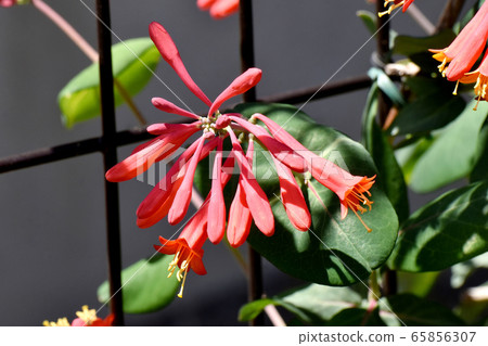 An orange-colored lacquer tree flower blooming in Mitaka Nakahara An orange-colored lacquer tree flower blooming in Mitaka Nakahara 65856307