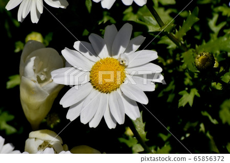 White Margaret Blooming in Mitaka Nakahara 65856372