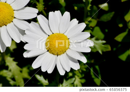白色瑪格麗特盛開在三鷹中原 白色瑪格麗特盛開在三鷹中原 65856375