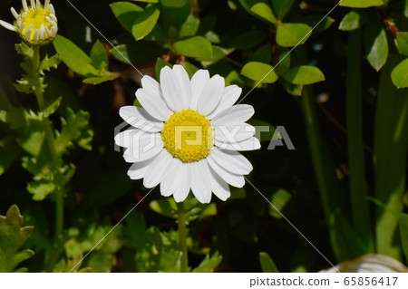 白色瑪格麗特盛開在三鷹中原 65856417