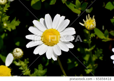 白色瑪格麗特盛開在三鷹中原 65856418