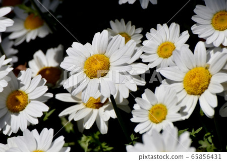 White Margaret Blooming in Mitaka Nakahara White Margaret Blooming in Mitaka Nakahara 65856431
