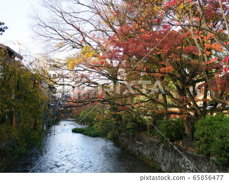 只園白川達見橋的秋景 只園白川達見橋的秋景 65856477