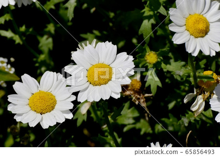 White Margaret Blooming in Mitaka Nakahara 65856493