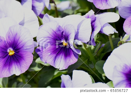 在三鷹中原盛開的白色和紫色複合紫羅蘭 在三鷹中原盛開的白色和紫色複合紫羅蘭 65856727