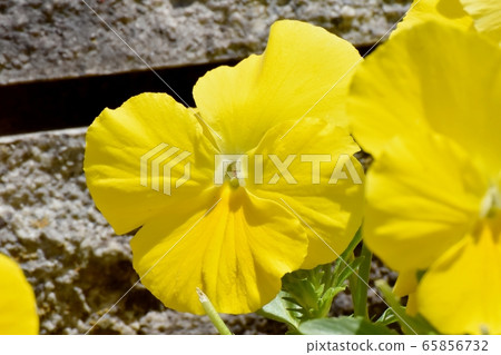 在三鷹中原開花的黃色三色堇 65856732