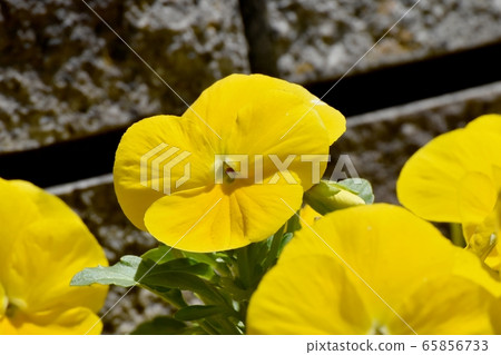 Yellow pansy which blooms in Mitaka Nakahara Yellow pansy which blooms in Mitaka Nakahara 65856733