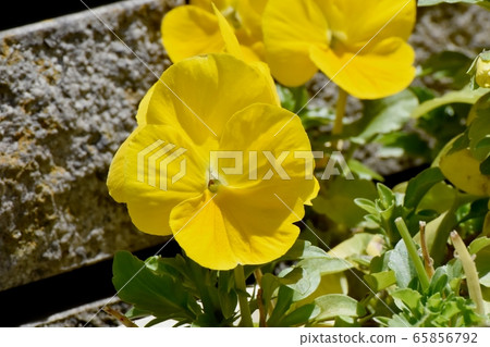 Yellow pansy which blooms in Mitaka Nakahara Yellow pansy which blooms in Mitaka Nakahara 65856792