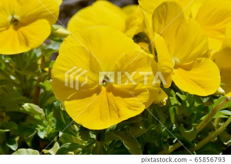 在三鷹中原開花的黃色三色堇 在三鷹中原開花的黃色三色堇 65856793