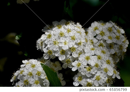 中田三鷹盛開的白色Codemari花 65856799