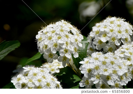 White codemari flowers blooming in Mitaka Nakahara 65856800