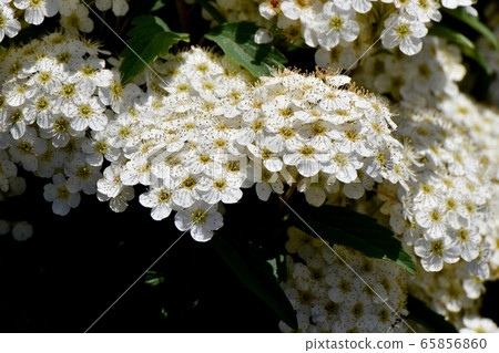 中田三鷹盛開的白色Codemari花 中田三鷹盛開的白色Codemari花 65856860