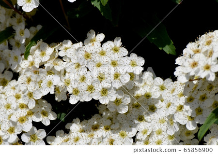 White codemari flowers blooming in Mitaka Nakahara 65856900