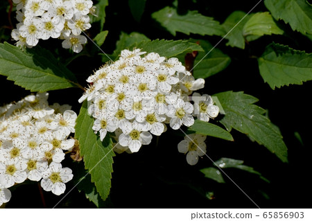 中田三鷹盛開的白色Codemari花 65856903