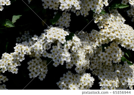 White codemari flowers blooming in Mitaka Nakahara 65856944