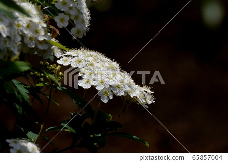 中田三鷹盛開的白色Codemari花 65857004