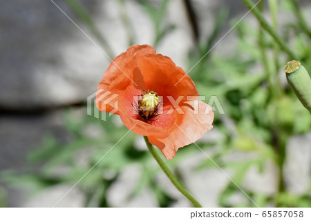 Orange corn poppy flowers blooming in Mitaka Nakahara Orange corn poppy flowers blooming in Mitaka Nakahara 65857058