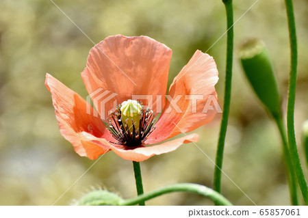 在三鷹中原盛開的橙色虞美人花 65857061