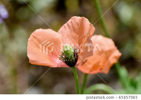 Orange corn poppy flowers blooming in Mitaka Nakahara Orange corn poppy flowers blooming in Mitaka Nakahara 65857065