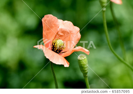 Orange poppy (poppy) flower blooming in Mitaka Nakahara Orange poppy (poppy) flower blooming in Mitaka Nakahara 65857095