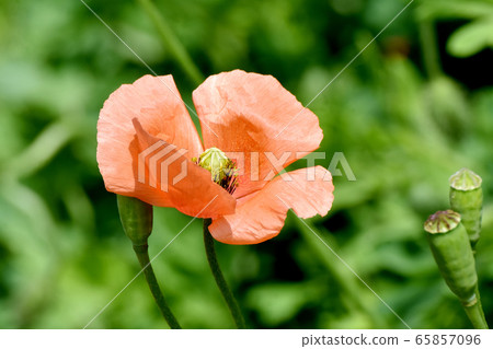 Orange poppy (poppy) flower blooming in Mitaka Nakahara 65857096