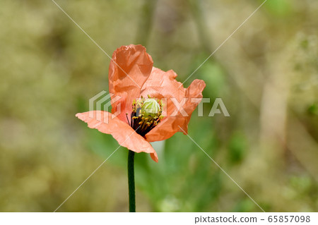在三鷹中原盛開的橙色罌粟（罌粟）花 65857098