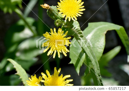 開花在三鷹中原的黃色nogeshi花 開花在三鷹中原的黃色nogeshi花 65857217