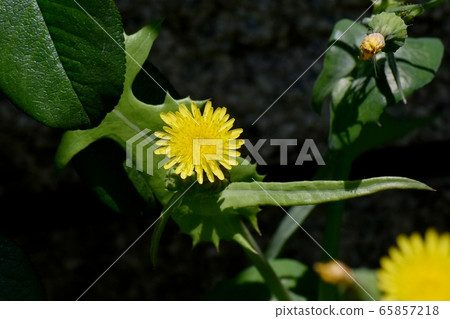 Yellow nogeshi flower blooming in Mitaka Nakahara 65857218