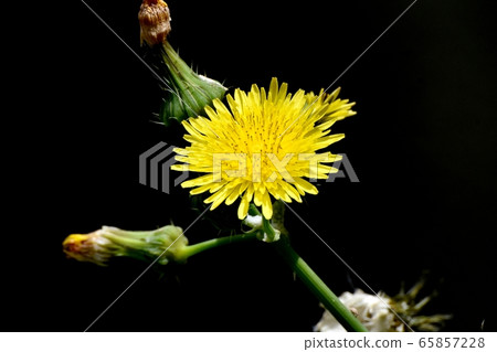 開花在三鷹中原的黃色nogeshi花 開花在三鷹中原的黃色nogeshi花 65857228