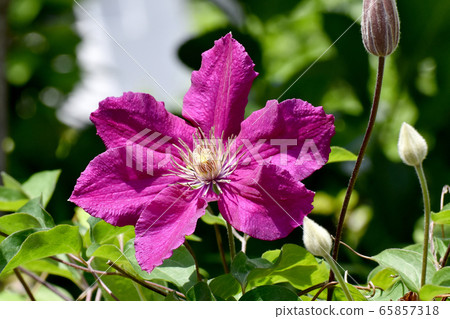 紅紫色鐵線蓮（Tessen）在三鷹中原盛開 65857318
