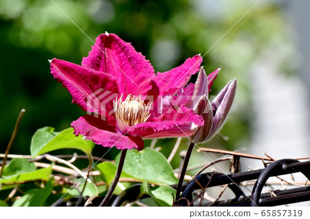 紅紫色鐵線蓮（Tessen）在三鷹中原盛開 65857319